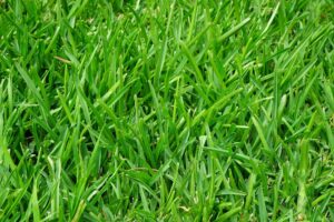 Lawn Turf Laying Service